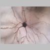 Neuronas Golgi 03.jpg